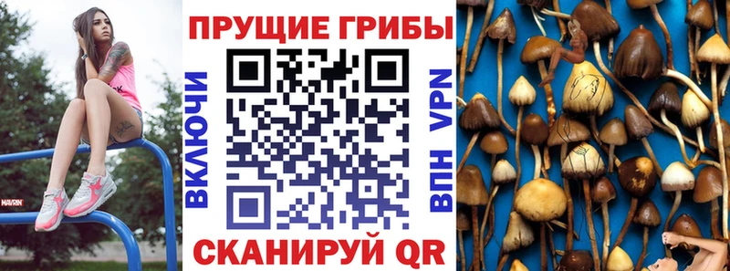 Галлюциногенные грибы Psilocybine cubensis  Невель 